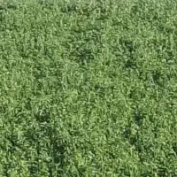 فروش ۱۵ تن یونجه خرمن کوبی درجه یک چین اول