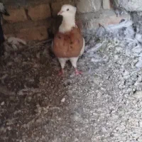 کبوتر ناجلد