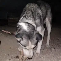 سگ هاسگی