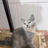 واگذاری بچه گربه