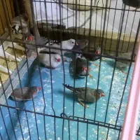 11عدد فنج در رنگهای زیبا