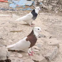 کبوتر طوقی فروشی