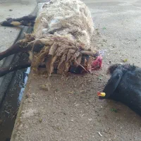 گوشت گوسفند جوان