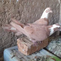 جفت مخمل زرد سبر دار بدون پسگند