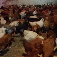 فروش نیمچه گلپایگان( تخمگذار)|حیوانات مزرعه|رشت, بازار|دیوار