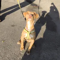 حیوان|سگ|سبزوار, امیر کبیر|دیوار