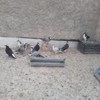 تعداد کبوتر فروشی