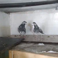 نروماده بزک سیاه