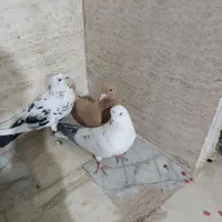 کبوتر|پرنده|یزد, |دیوار