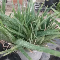 گیاه دارویی|آرایشی، بهداشتی، درمانی|اردبیل, |دیوار