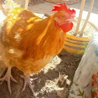 مرغ اورپینگتون