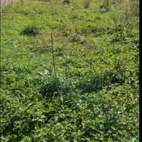 زمین در روستای سی پی