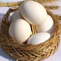 تخم نطفه دار برهما