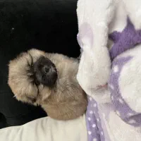 فروش توله سگ مالتی پو دوماهه نر