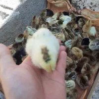 ۹۰عدد جوجه مرغ ۵روزه