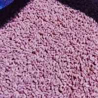 بذر گندم فرین