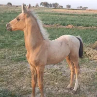 کره عرب خوش استیل و خوش رنگ|اسب و تجهیزات اسب‌سواری|داورزن, |دیوار