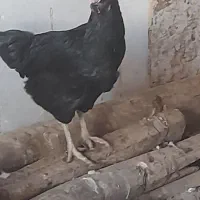 مرغ جوجه|حیوانات مزرعه|ماهیدشت, |دیوار