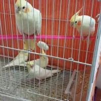 عروس هلندی لوتینو|پرنده|سبزوار, هویزه|دیوار