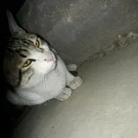 گربه|گربه|اندیشه, اندیشه فاز ۴|دیوار