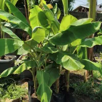 موز بیرونی و معتدله تا سردسیری