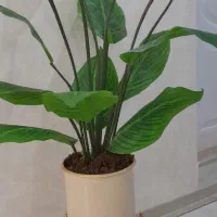 گلدان و گل مصنوعی