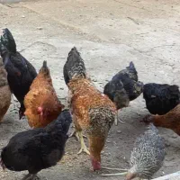 گله جوجه و مرغ و خروس درجه یک
