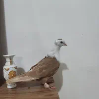 کبوتر یا کفتر