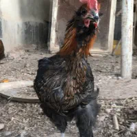 فروش خروس سلطان جوان 5ماهه|حیوانات مزرعه|اصفهان, شهرک میلاد|دیوار