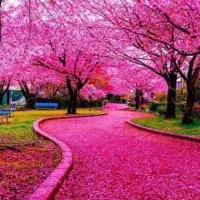 گروه دورهمی و طبیعت گردی دوستانه