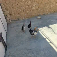 مرغ و خروس نژاد دار