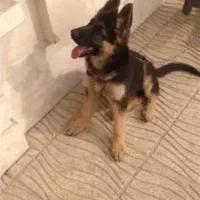 ژرمن مو کوتاه