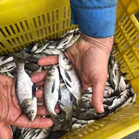 آبزیان  پرورشی