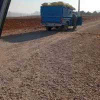 سنم . کود ‌گوت کبوتر .ی شیوون.ی