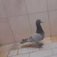 نر پلاکی مسافتی