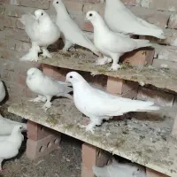 لوتی|پرنده|بستان آباد, |دیوار