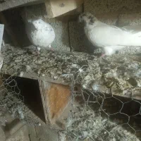 کبوتر|پرنده|سیلوانه, |دیوار