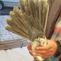 فروش پنج عدد دمبی چهل سانتی|پرنده|میانه, |دیوار