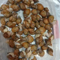 حلزون آلبینو