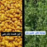 بذریونجه یک1 محلی اصل بمی در بم