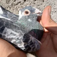 کفتر جان اردن مسافتی جانسون پلاکی نرماده قره چاپی