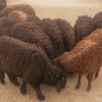 بره نر