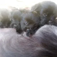 فروش شیتزو فلت