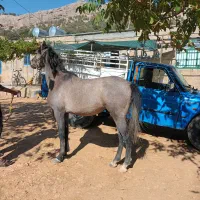 اسب خوب|اسب و تجهیزات اسب‌سواری|مارگون, |دیوار