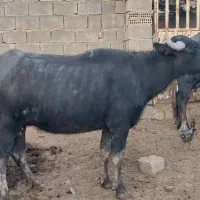 گاومیش گم شده|حیوانات|آبادان, |دیوار