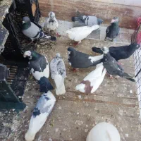 کبوتر|پرنده|بوشهر, |دیوار