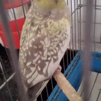 یه جفت عروس هلندی