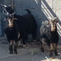 بز گله داری|حیوانات مزرعه|پیر بکران, |دیوار