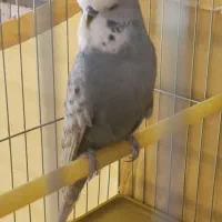 مرغ عشق انگلیسی