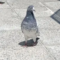 کبوتر تیدی ماده اصل